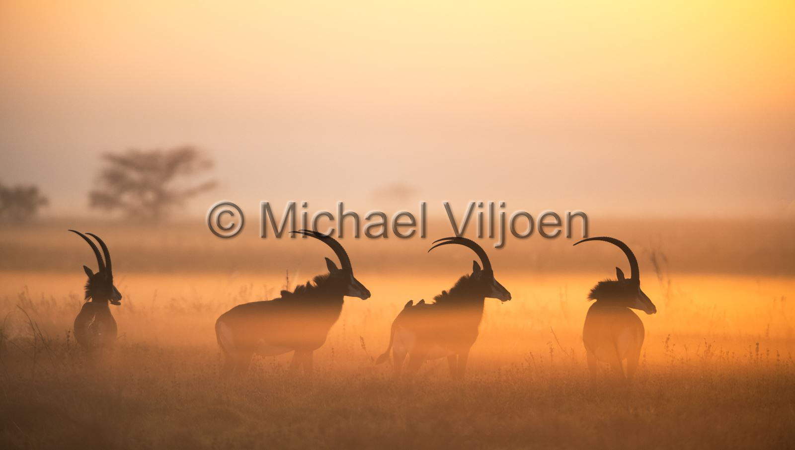 Mammals Photography